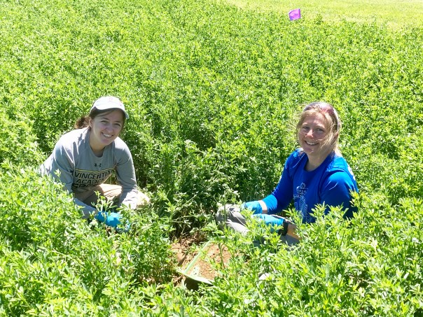 The Burghardt Lab | Examining plant-microbe-climate interactions in ...